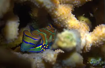 Poblacion District 1 marine sanctuary in Dauin